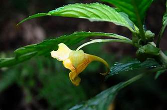 Impatiens clavigera